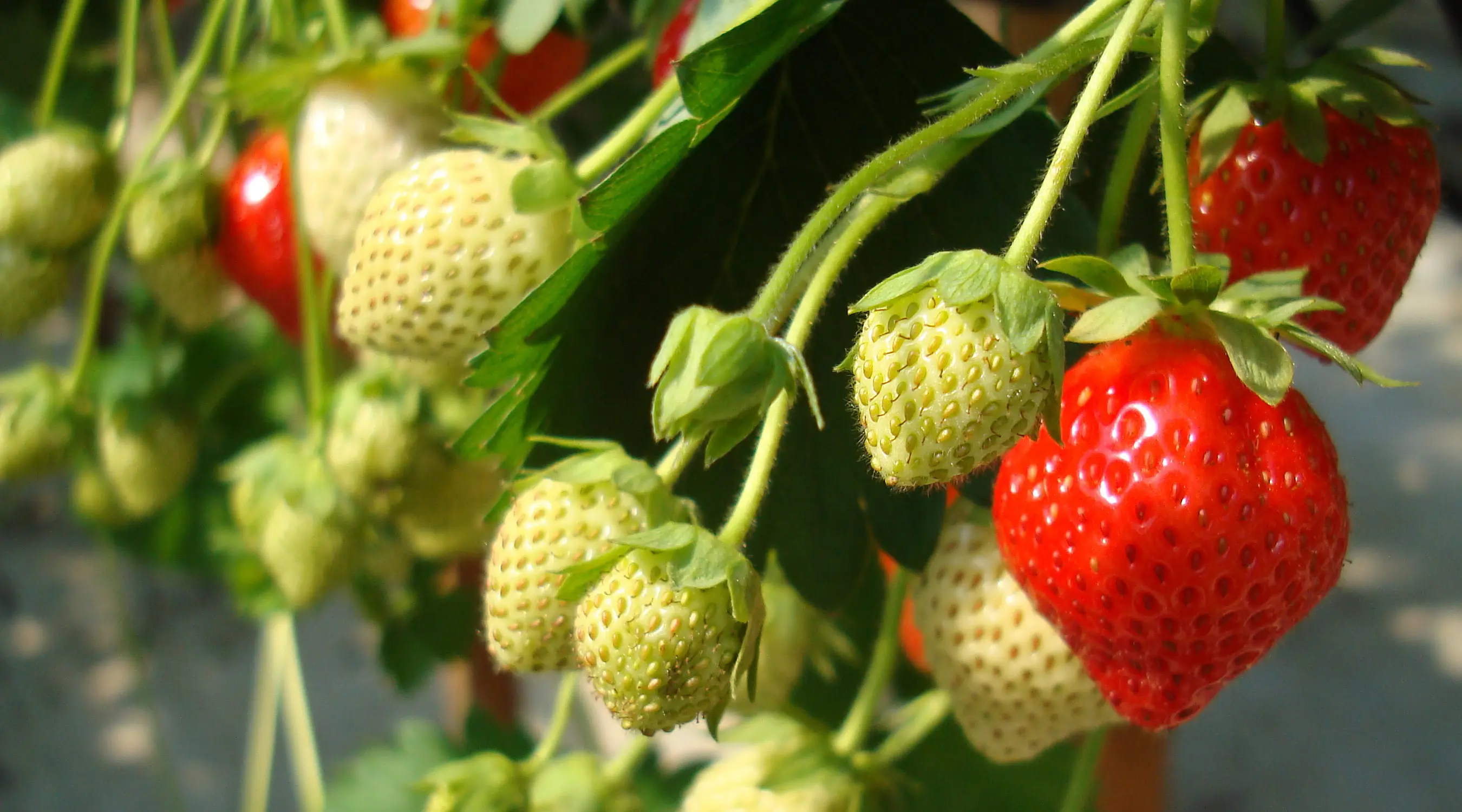 Erdbeeren