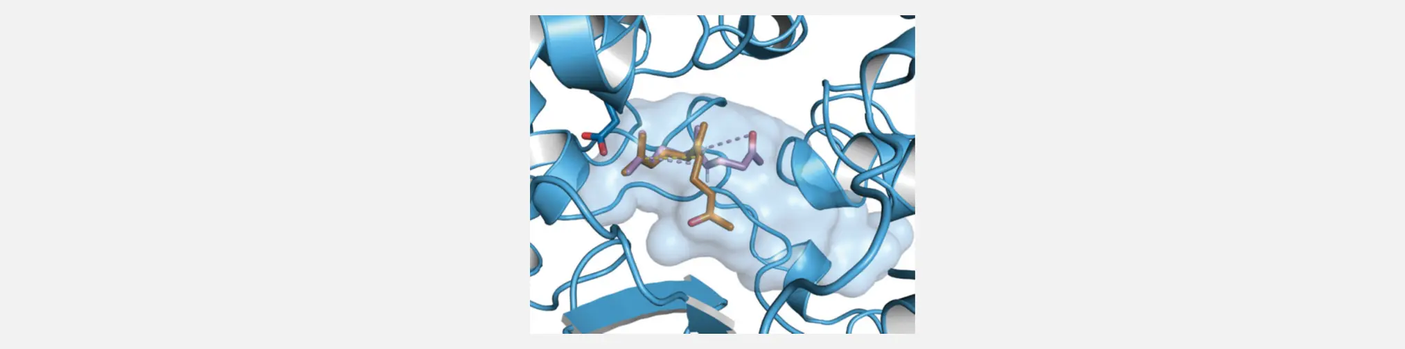 Molecular docking of the geometric isomers of the substrate geranylacetone (Z, orange; E, violet). modified from Eichenberger et al., Angewandte Chemie (2021)