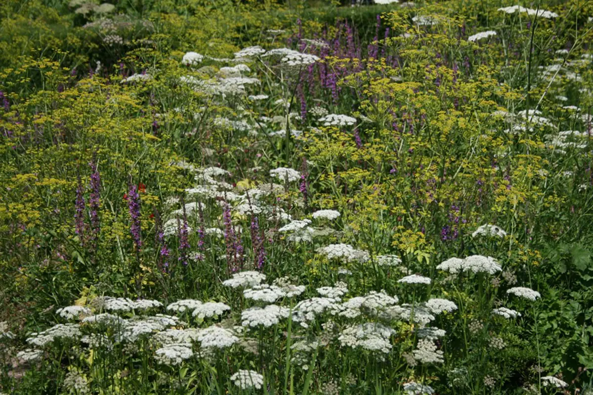 Wildstauden-Mischpflanzung Mischun Zürich in Wädenswil, Bild: Doris Tausendpfund