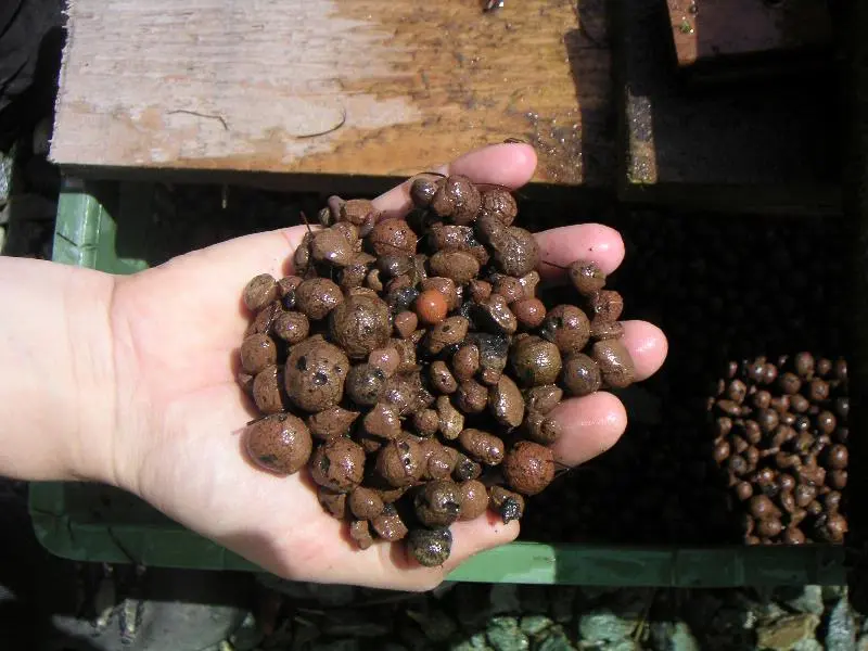 Aquaponic contruction - LECA