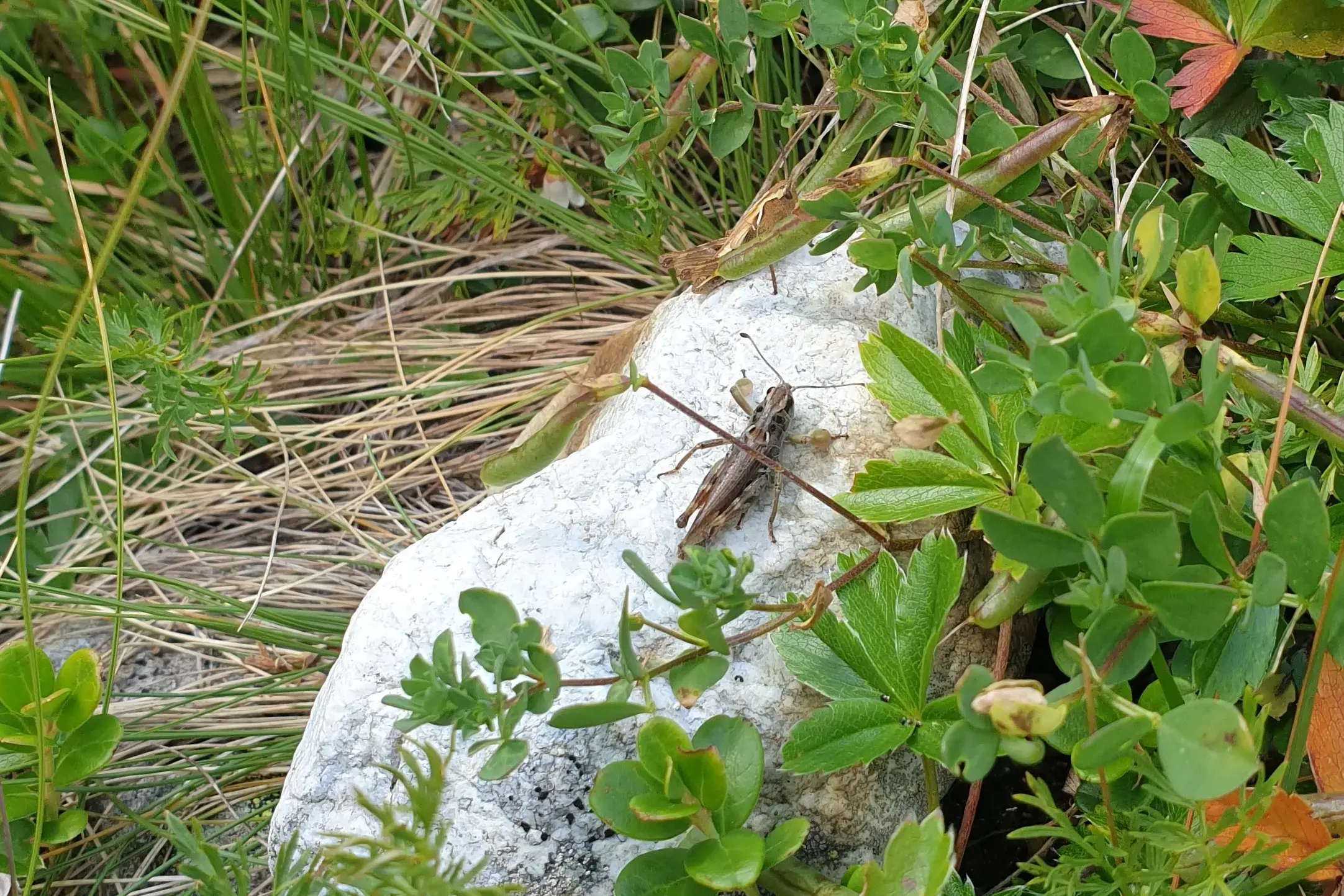 Alpenraum_Heuschrecke_Forschungsprojekt