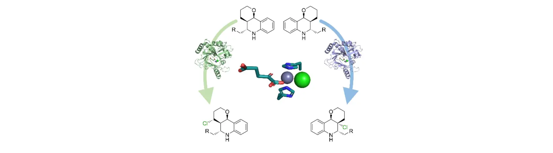 Structure Halogenase Variant