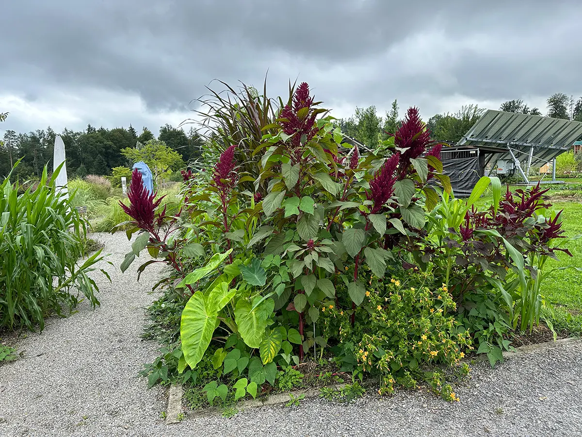 Milpa Anbausystem im Proteingarten, Foto: ZHAW