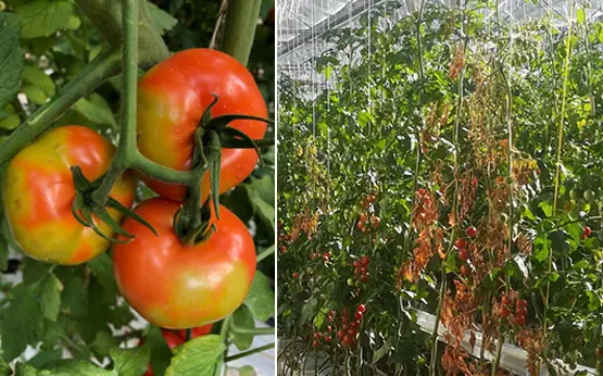 Von Tomato Brown Rugose Fruit Virus befallene Tomatenpflanzen. 