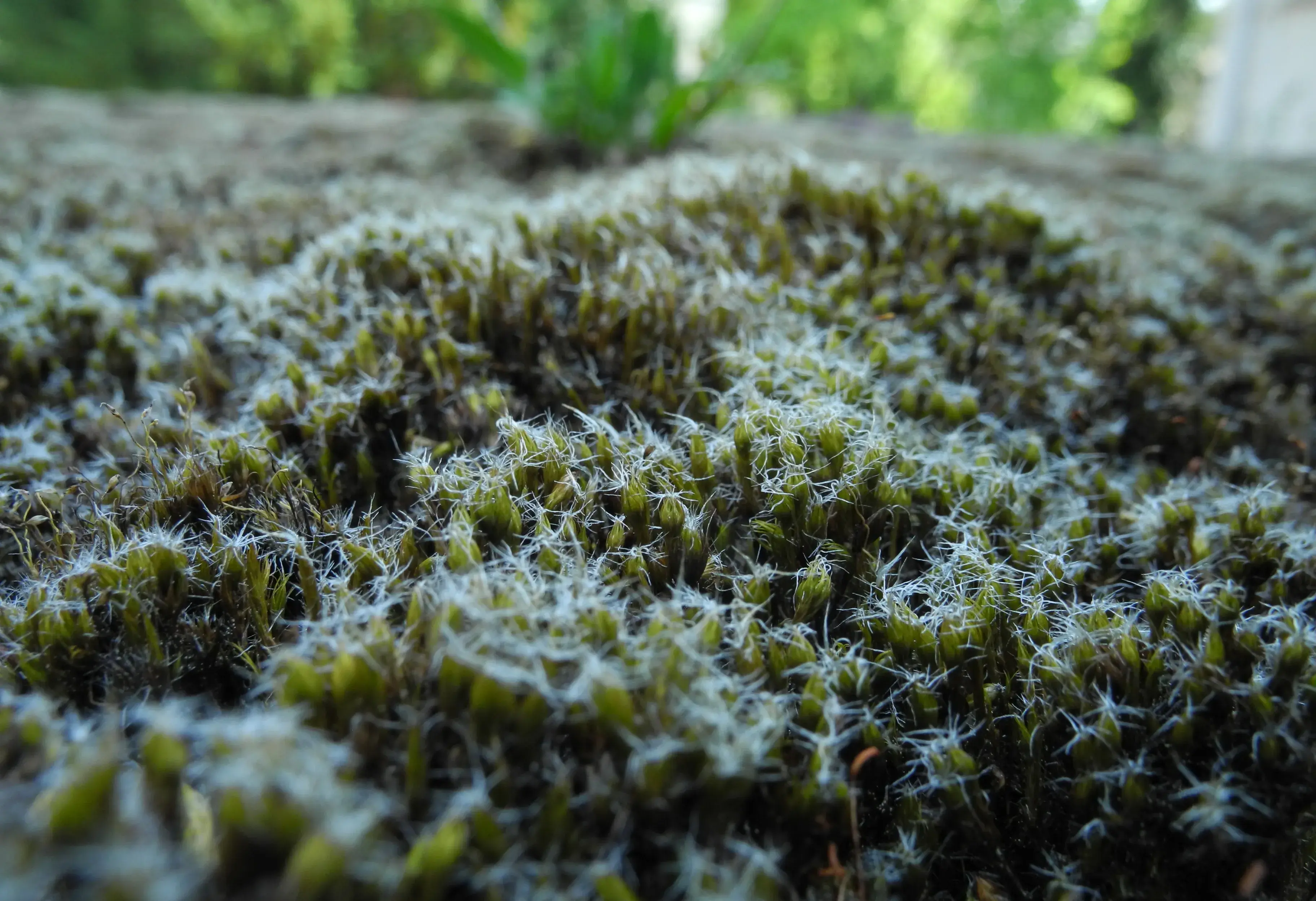 The invasive bryophyte Campylopus introflexus