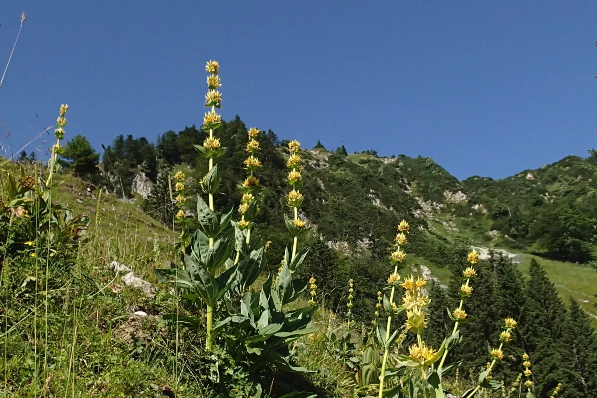 gelber Enzian in Berglandschaft