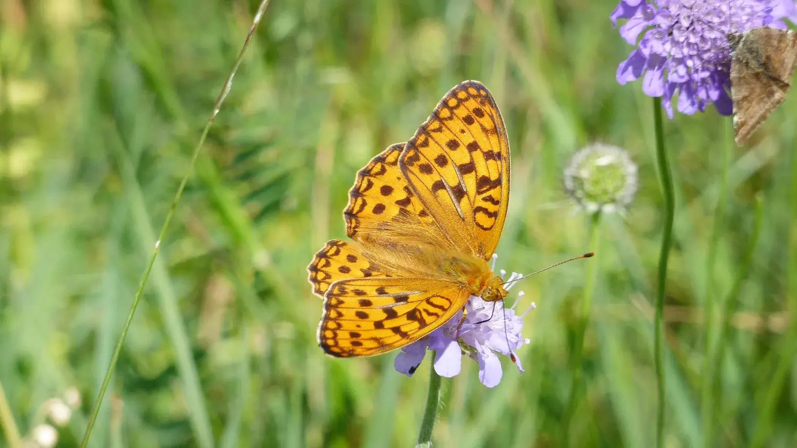 Ein oranger Schmetterling sitzt auf einer Blüte.