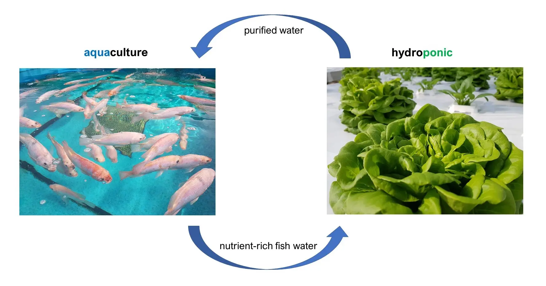 aquaponics schema