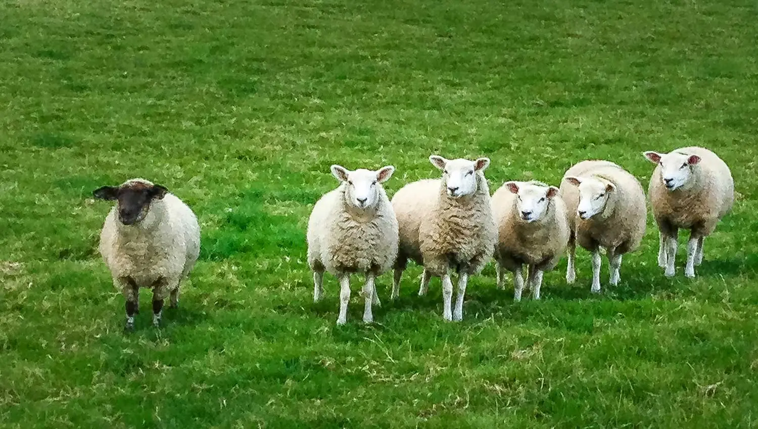 Schwarzes Schaf als Aussenseiter neben der Herde