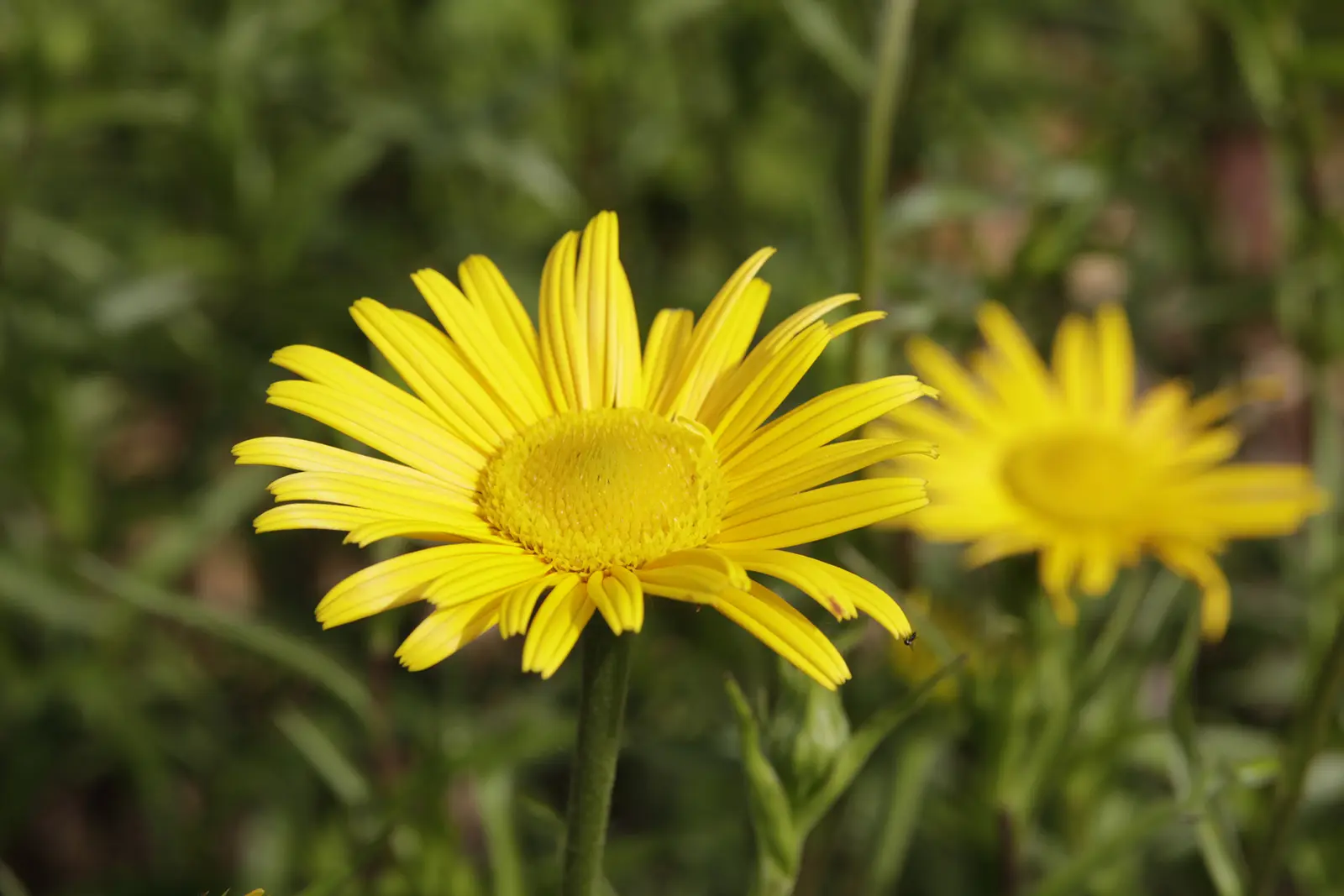 Ochsenauge (Buphthalmum salicifolium), Bild: Erika Gussmann