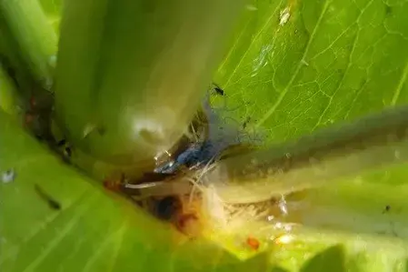 Phytotelmata of the teasel, Dipsacum fullonum