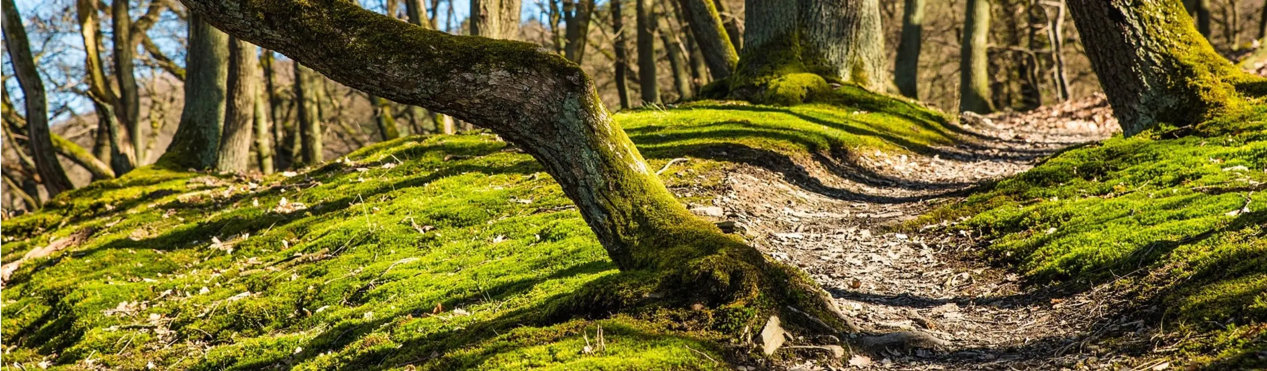 Bild Waldweg