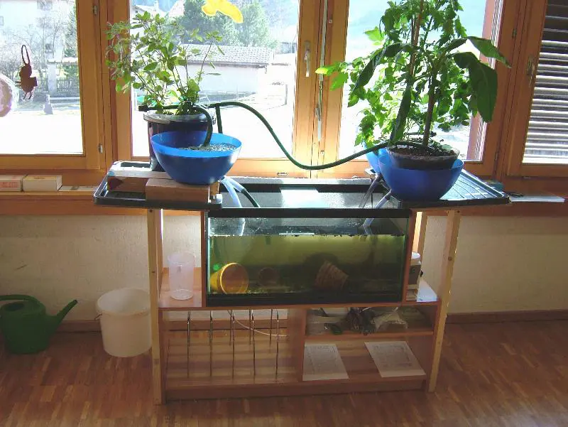 Aquaponic contruction - model