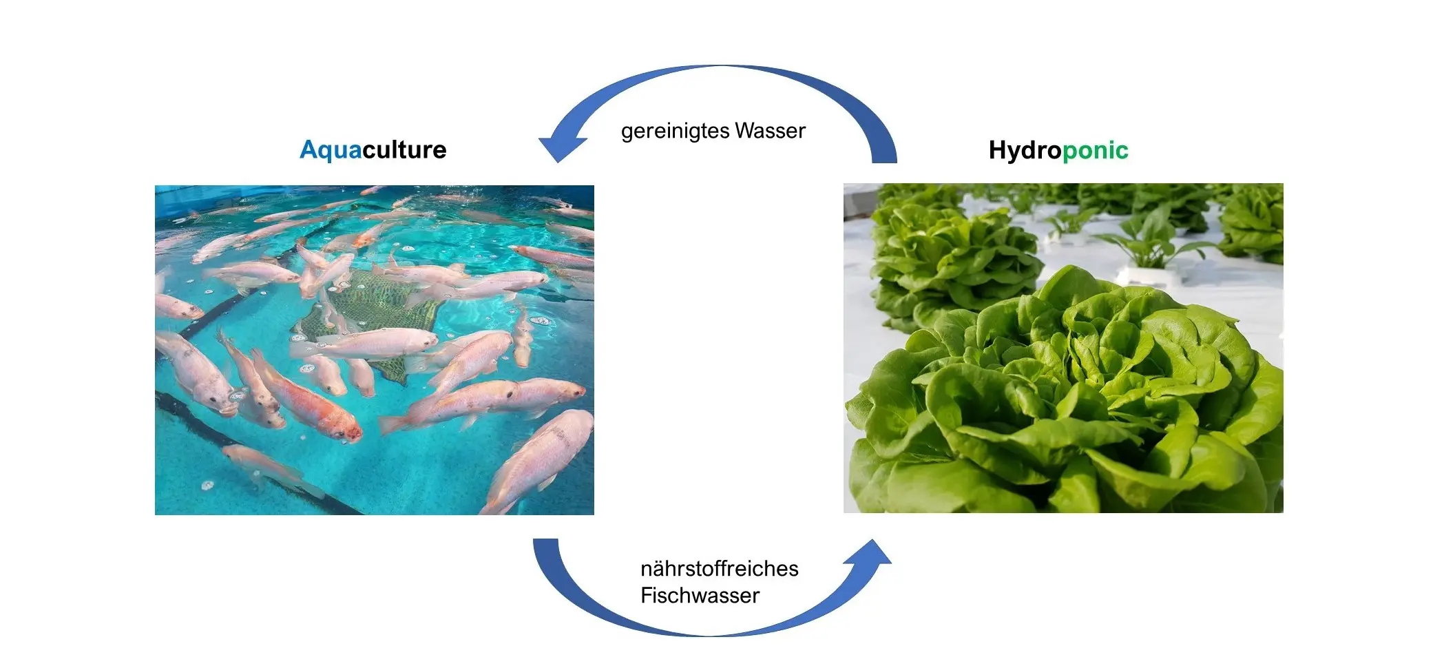 Aquaponik Schema