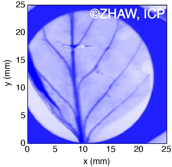 Thz imaging of a leaf