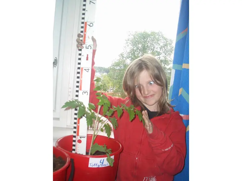 Compost grown tomato - height