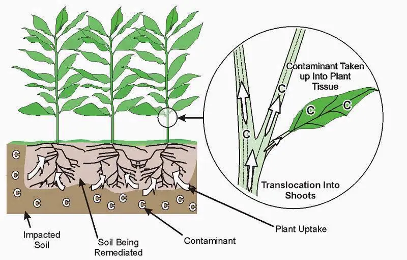 Pollutants effects vegetation