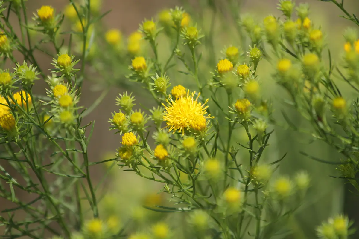 Gold-Aster (Aster linosyris), Bild: Erika Gussmann