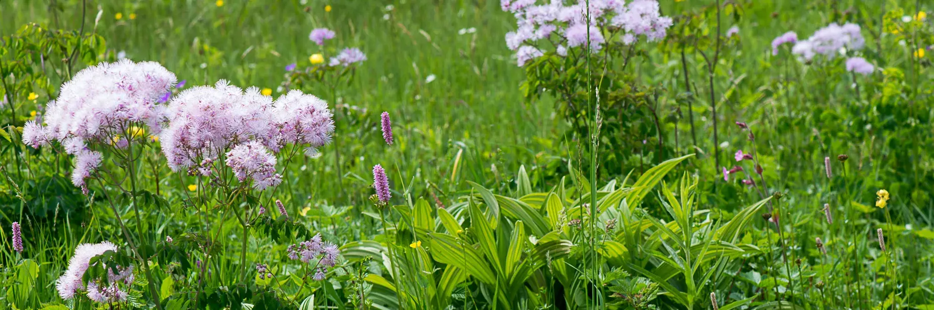 Prairie humide riche en espèces avec Thalictrum aquilegifolium