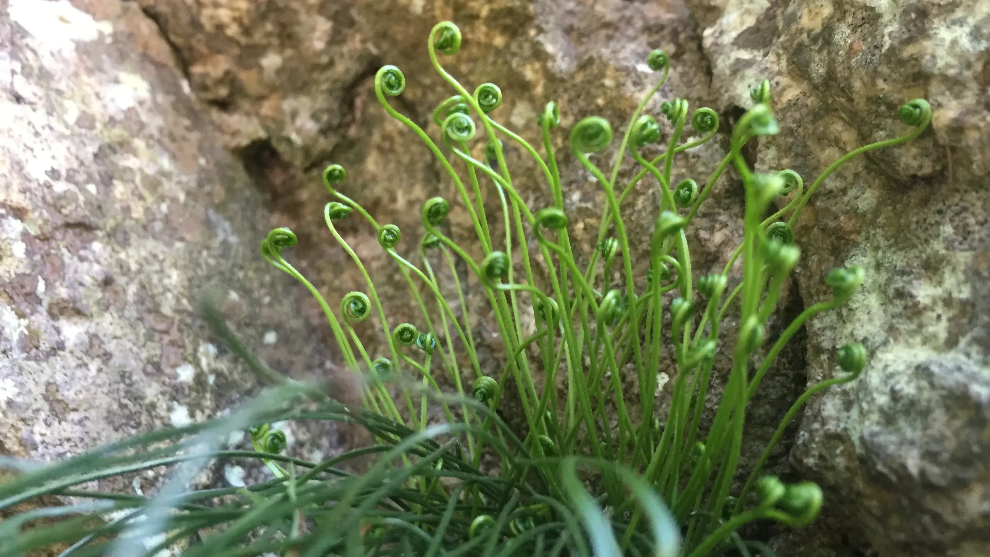 Nordischer Streifenfarn, Asplenium septentionale