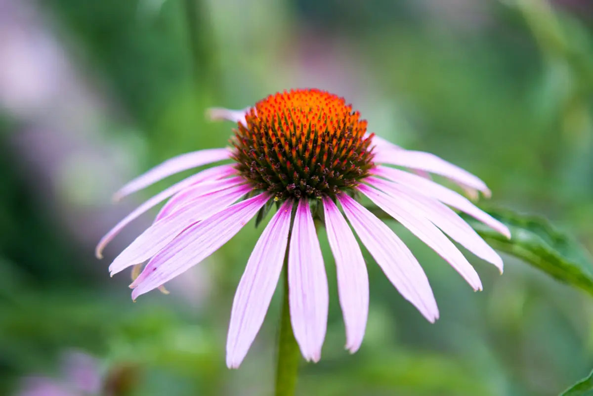 Echinacea: Blume mit rosa Blättern