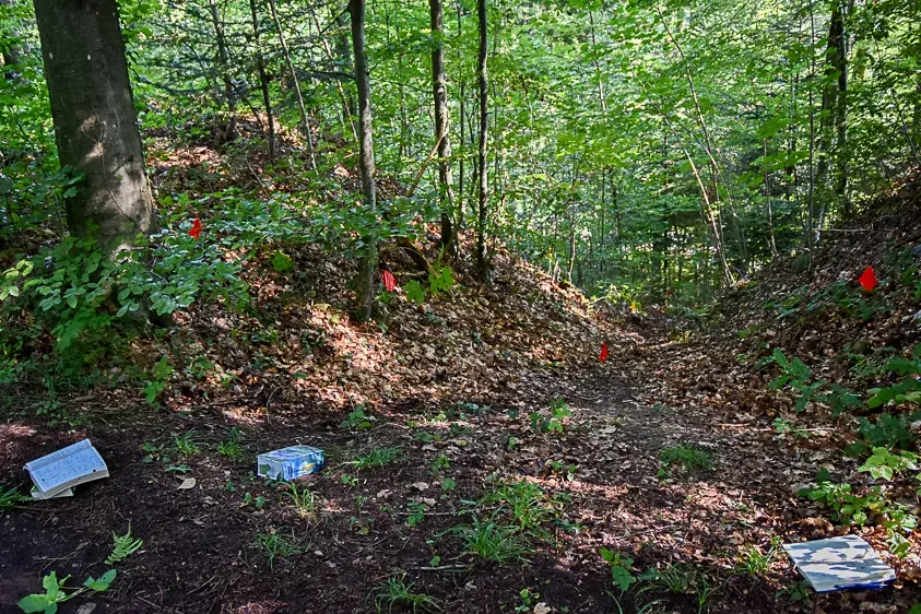 Vegetationsaufnahme in stark beschattetem Wald