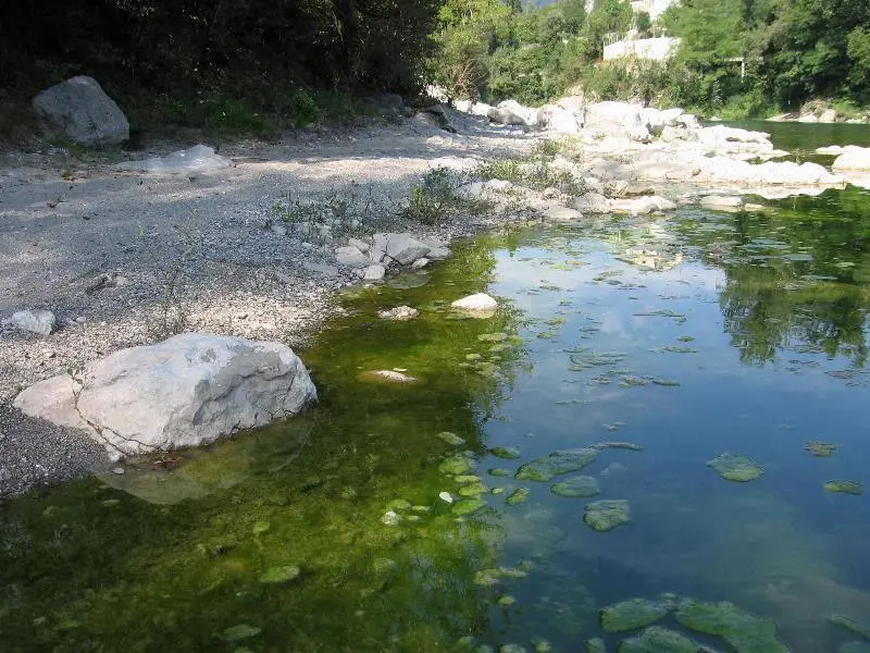 River algae bloom