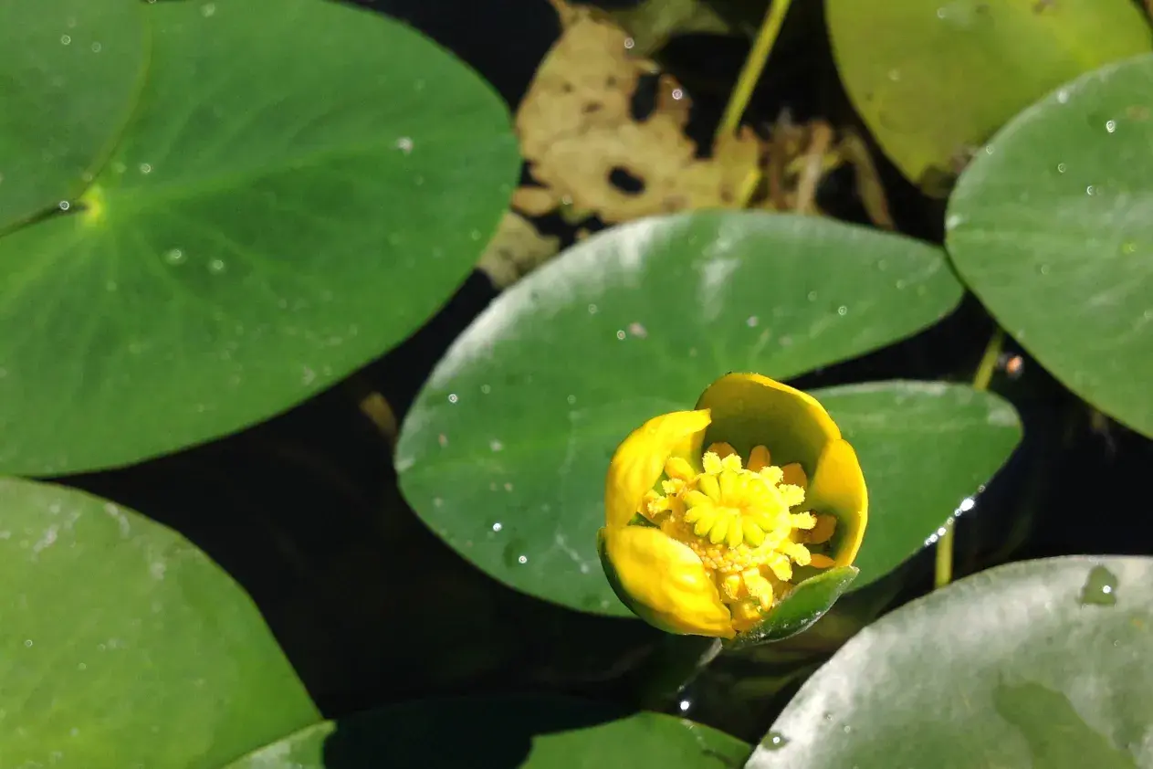 Die Kleine Teichrose Nuphar pumila