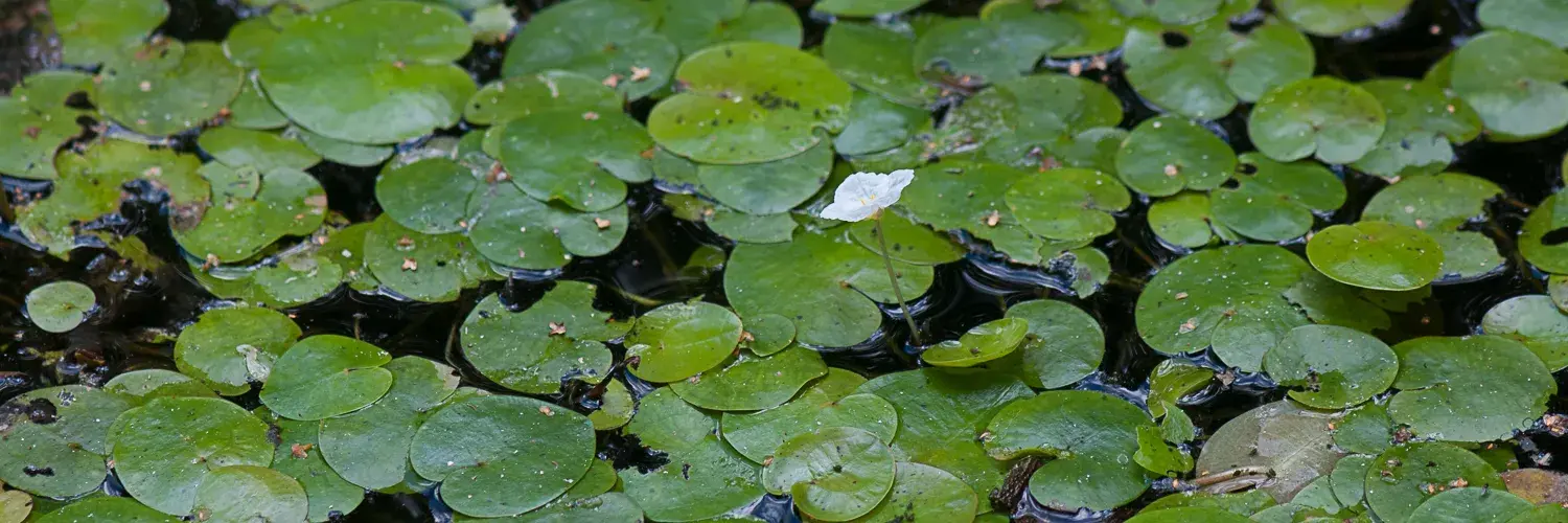 Aquatische Vegetation