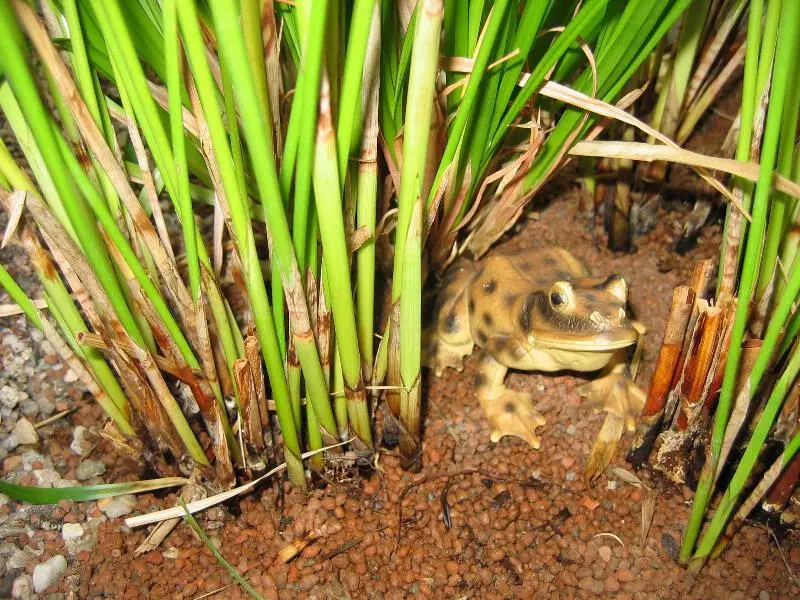 Cleaning wetland 2