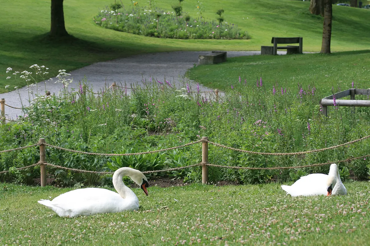 Die Fläche auf der Luzerner Ufschötti mit Schwan-Besuch, Bild: Doris Tausendpfund