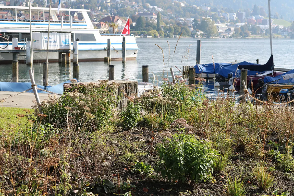 Die Wildstauden in Zug haben sich sehr gut vom Hagelsturm erholt, Bild: Doris Tausendpfund