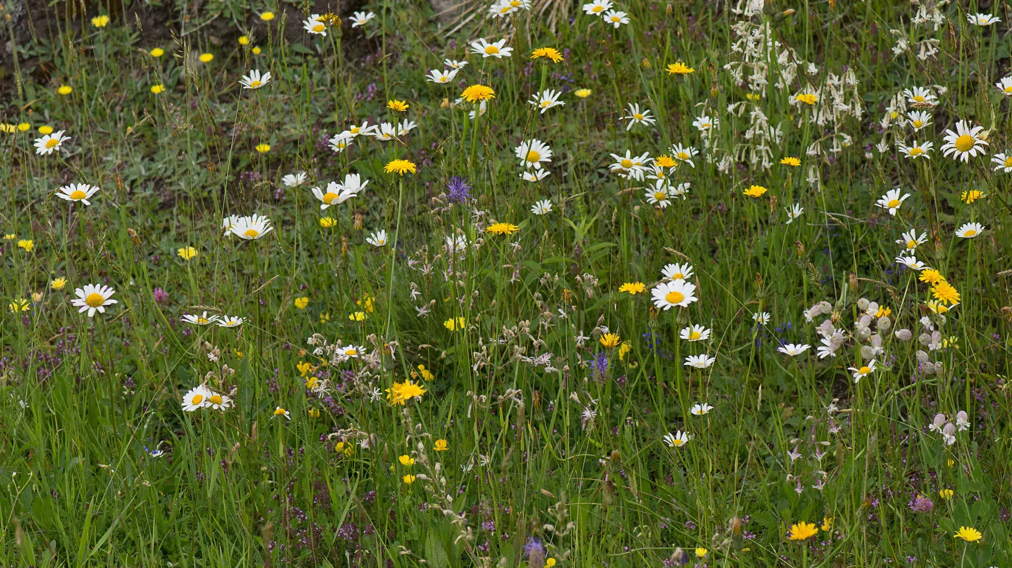 Artenreiche Magerwiese in Sumvitg (GR)