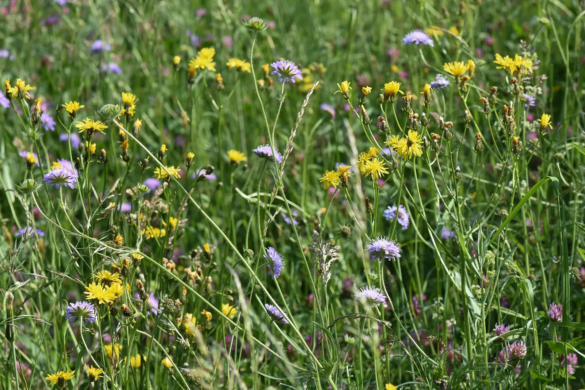 Artenreiche Fromentalwiese