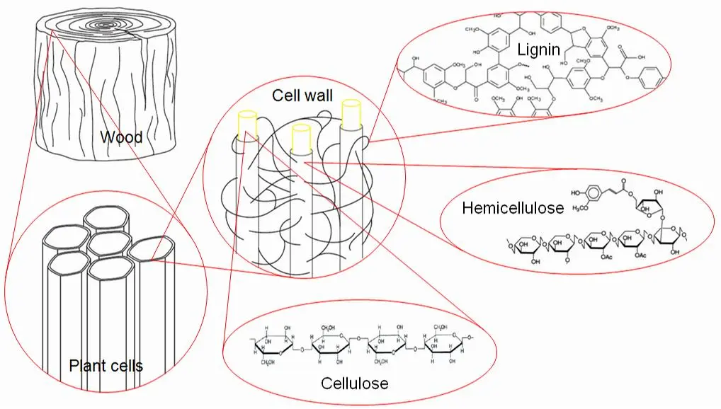 Structure of lignocellulosic biomass