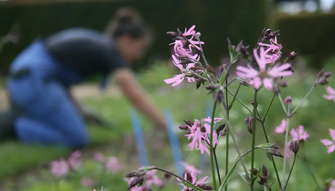 Lehrgang Wildstaudenpflege zur Biodiversitätsförderung