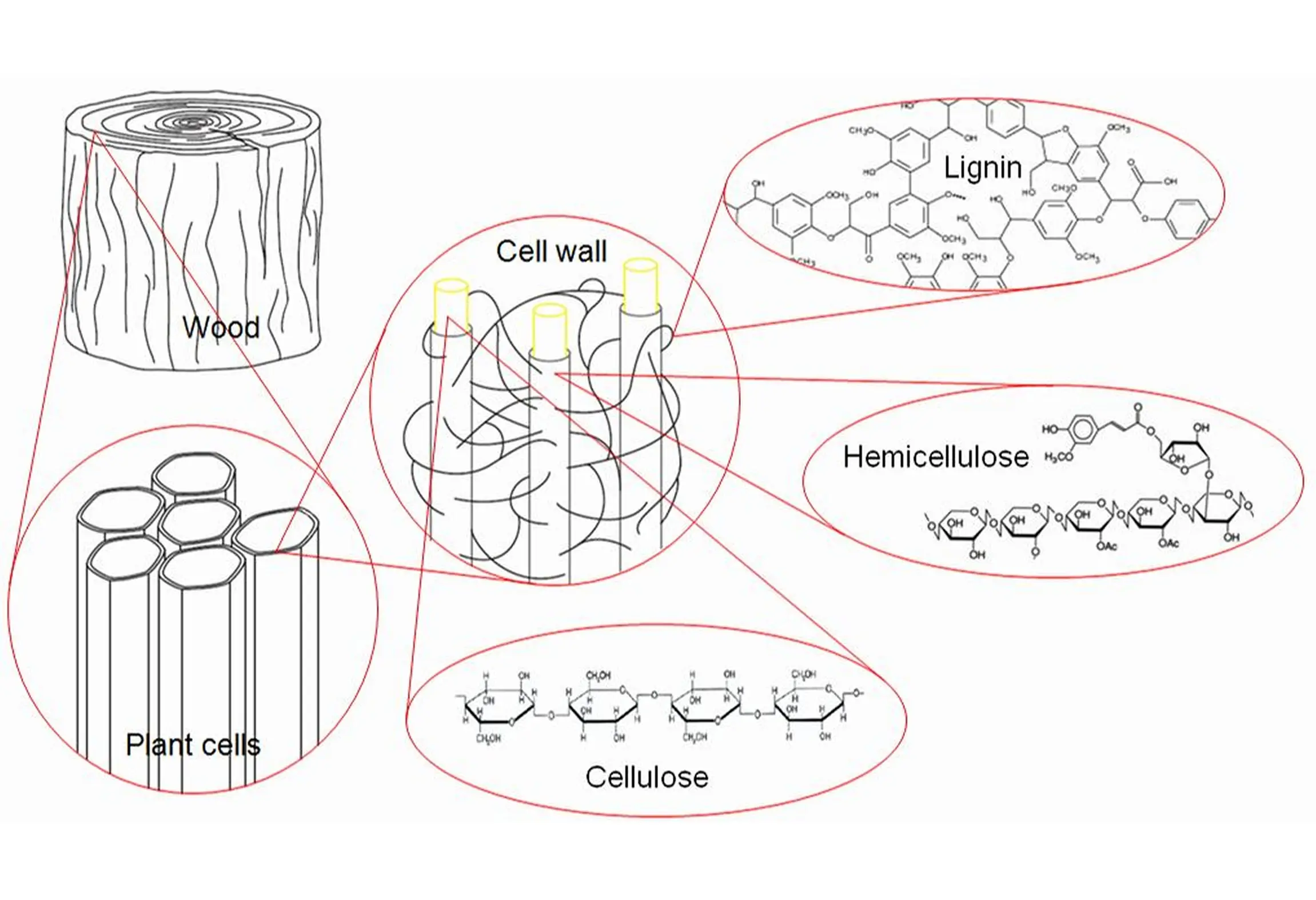 Aufbau von Lignocellulose