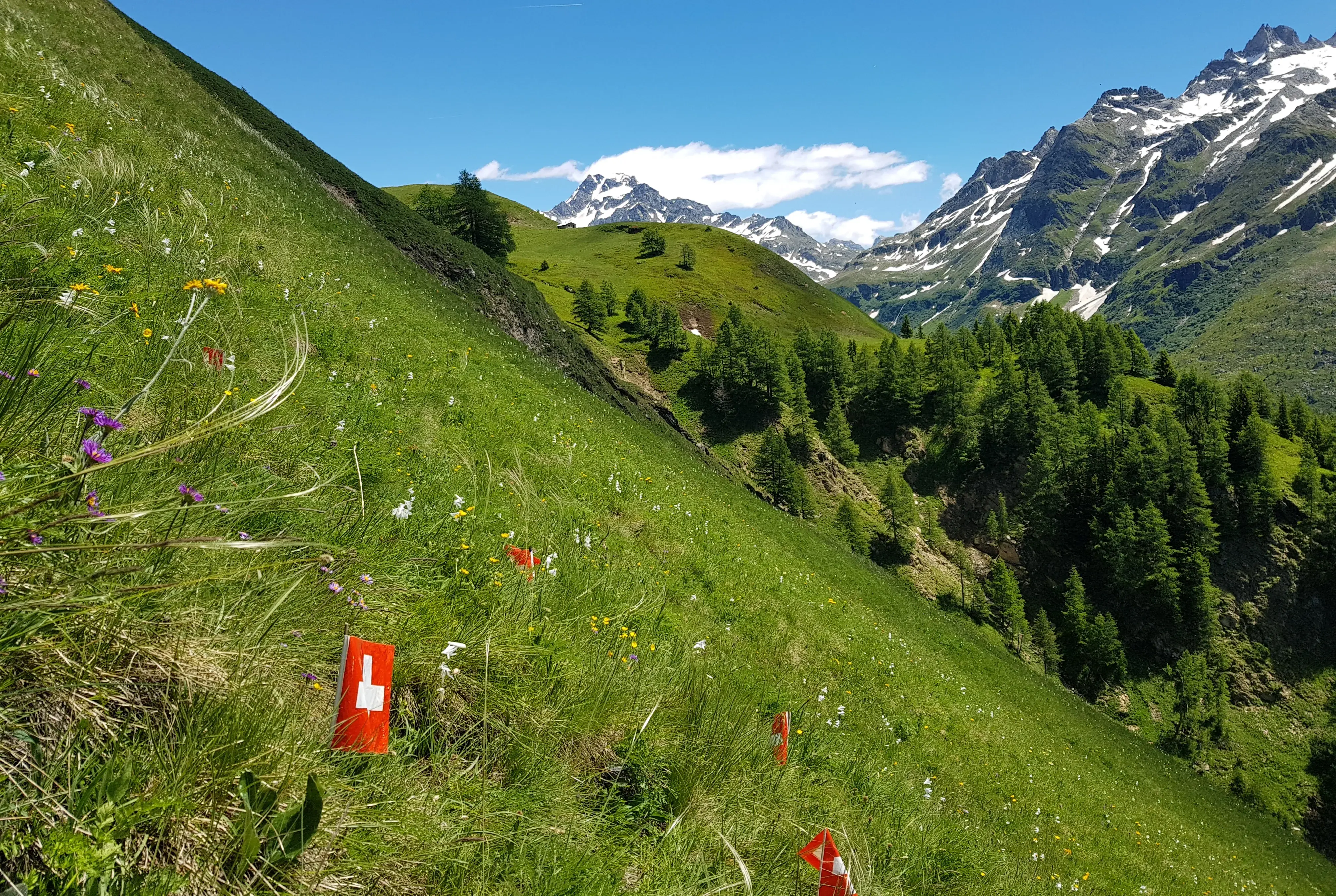 Continental steppic grassland