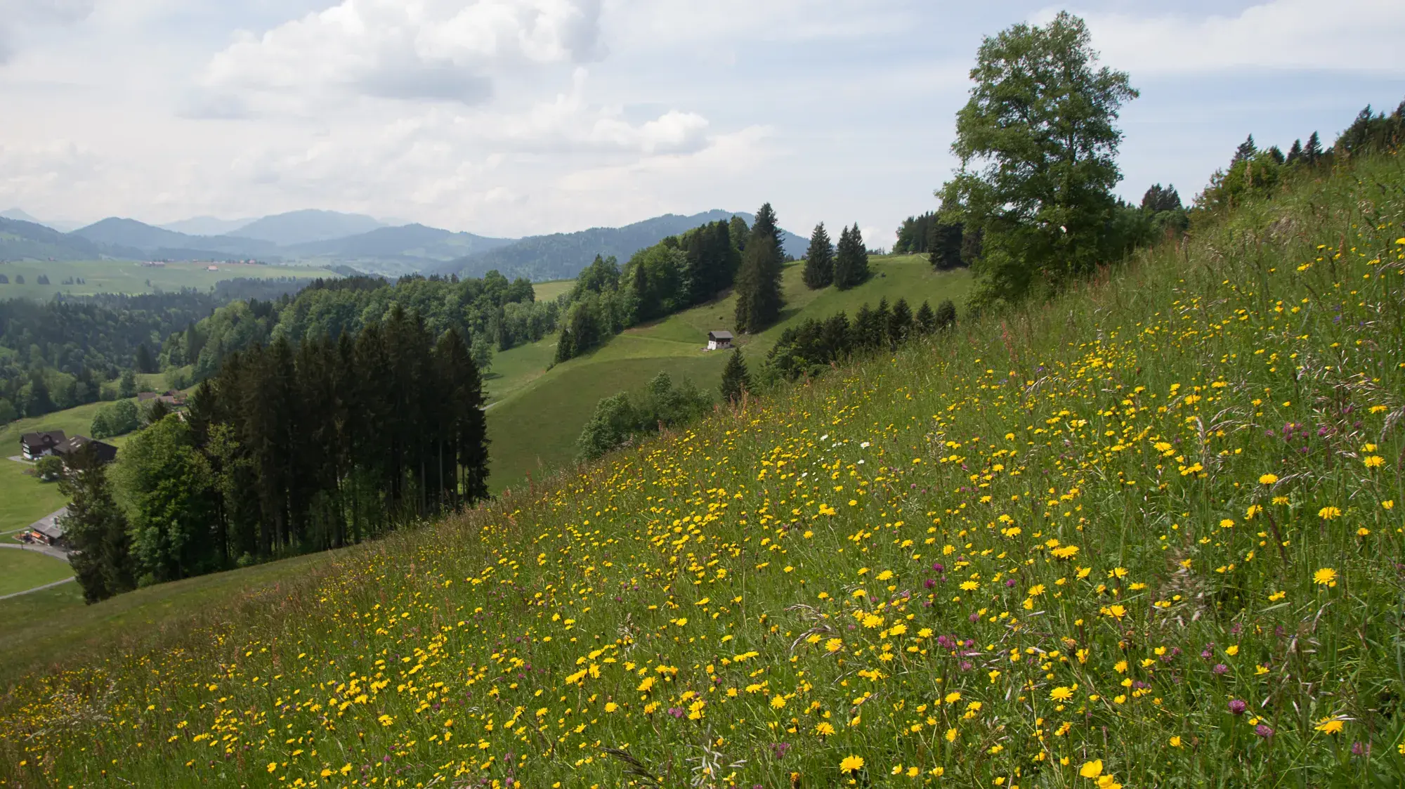 Artenreiche Fettwiese bei Wädenswil (ZH)