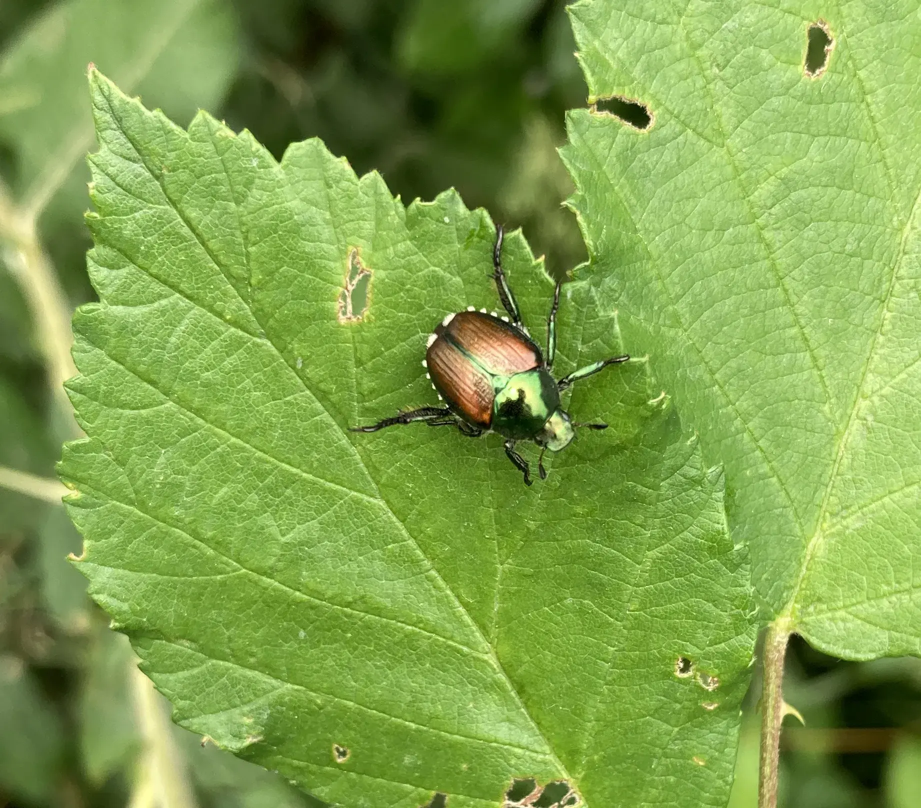 Adulter Japankäfer (Popillia japonica) auf einem Blatt