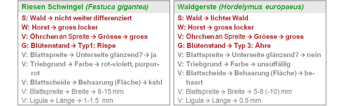 ZHAW App iGräser, Wald 1