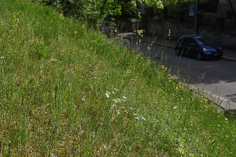 Graslandvegetation in der Stadt Zürich