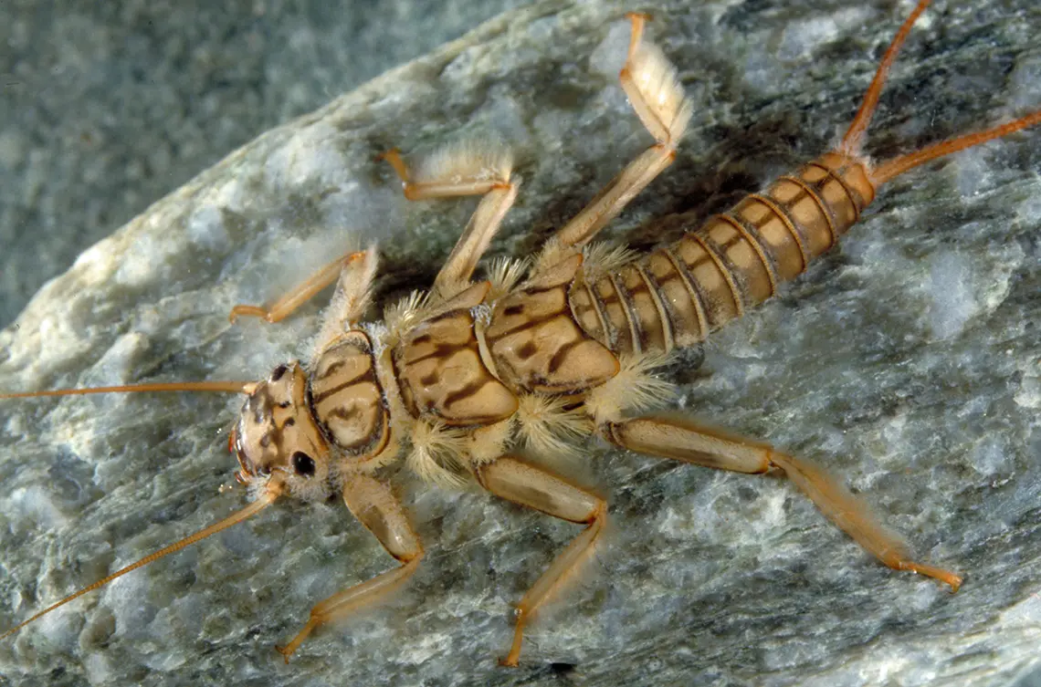 Steinfliege Perla grandis (© Verena Lubini)