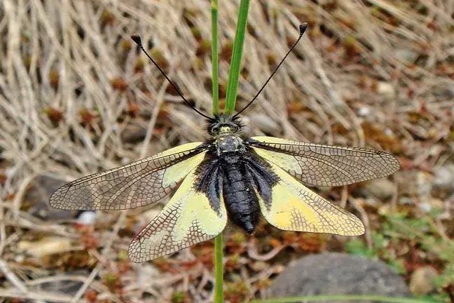 Der Libellen-Schmetterlingshaft, Libelloides coccajus