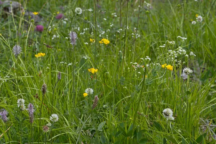 Blumenbunte, artenreiche Fettwiese