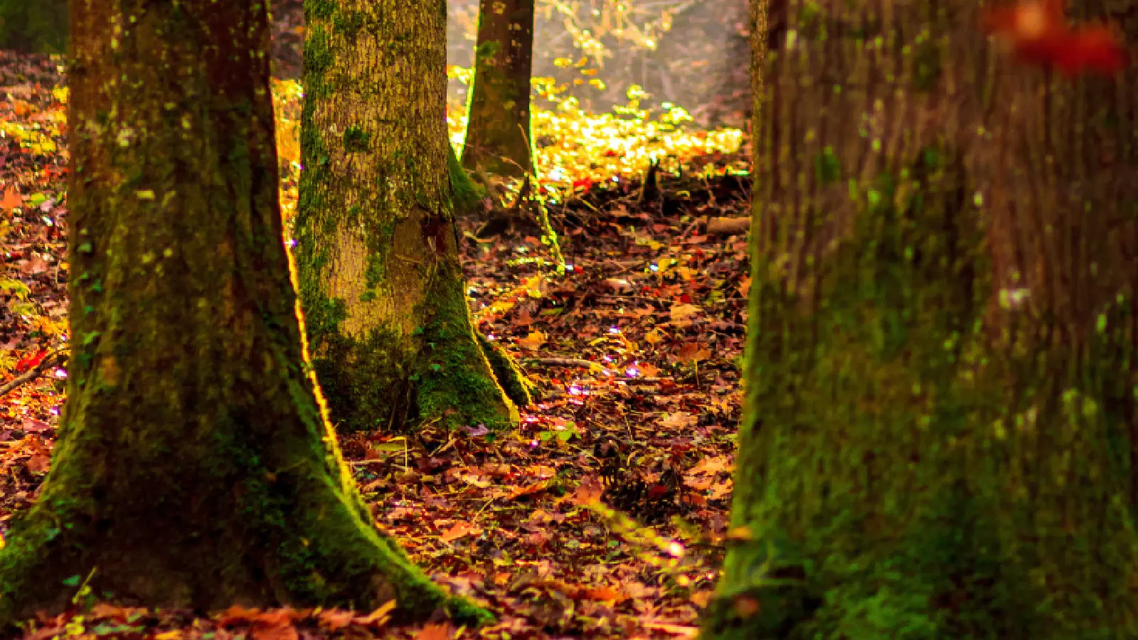 Baumstämme im Herbstwald