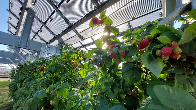 Himbeerensträucher unter einem Agri-Photovoltaik-Dach.