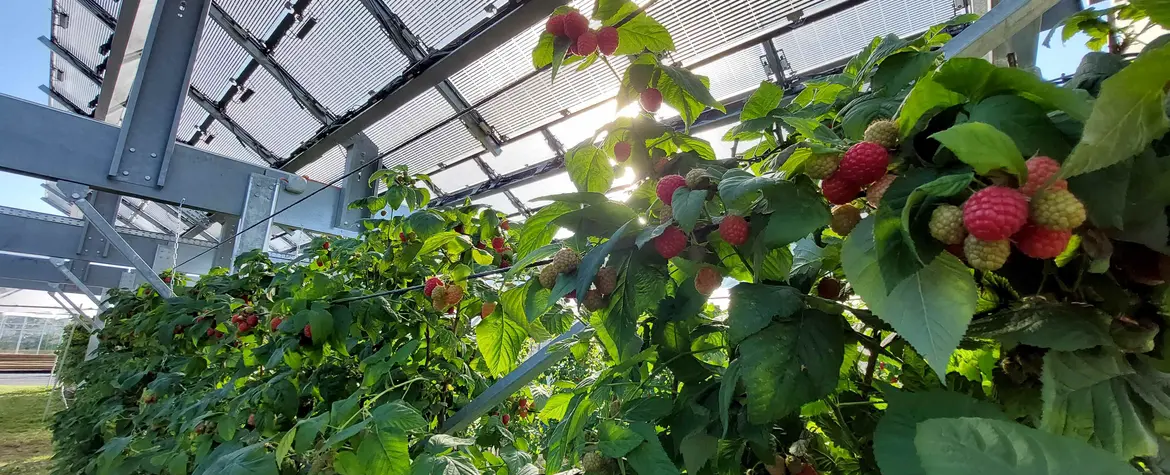 Himbeerensträucher unter einem Agri-Photovoltaik-Dach. 