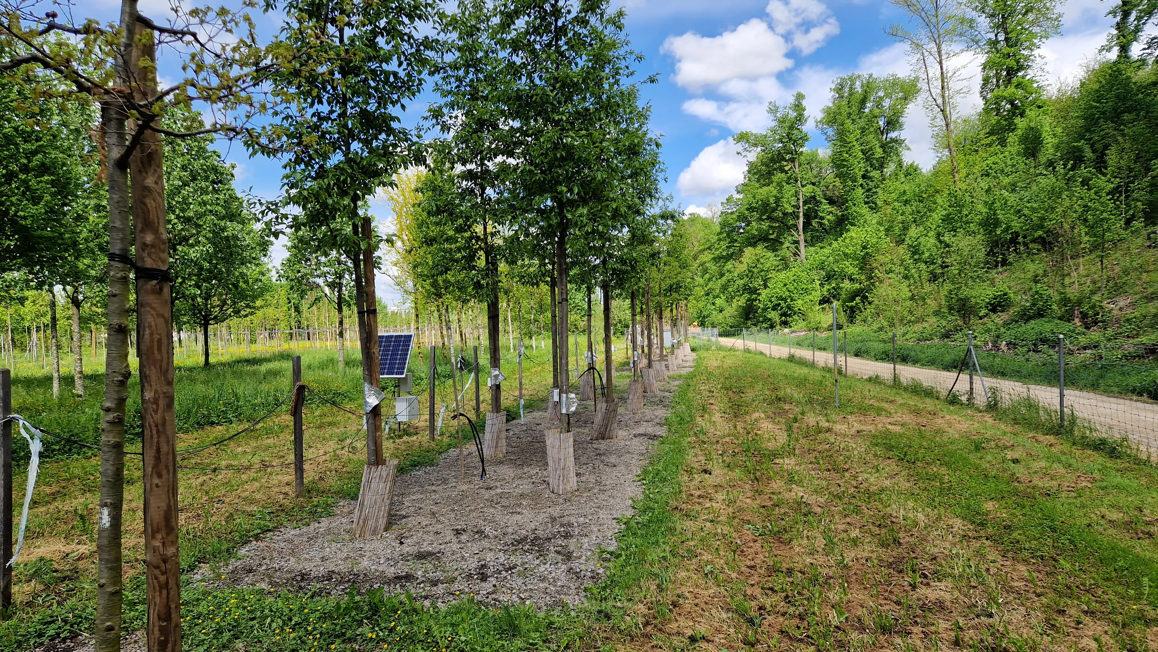 A tree nursery in the forest with a solar panel.