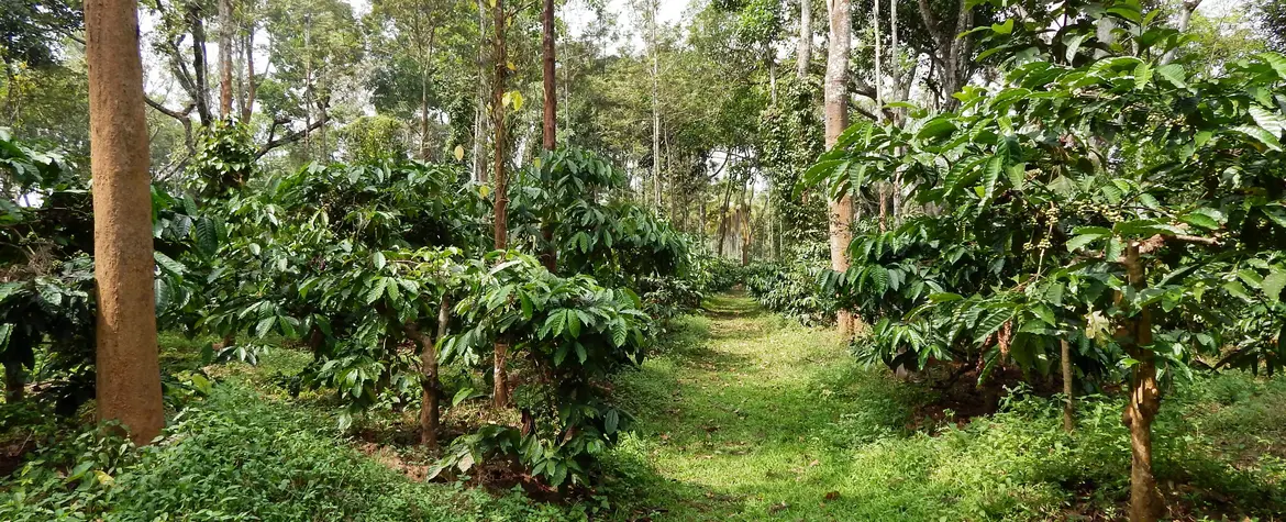 Cocoa trees and agroforestry